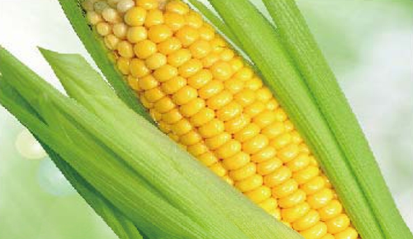 陶瓷膜應(yīng)用：生物、醫(yī)藥行業(yè)